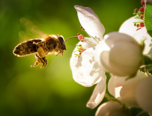 World Bee Day